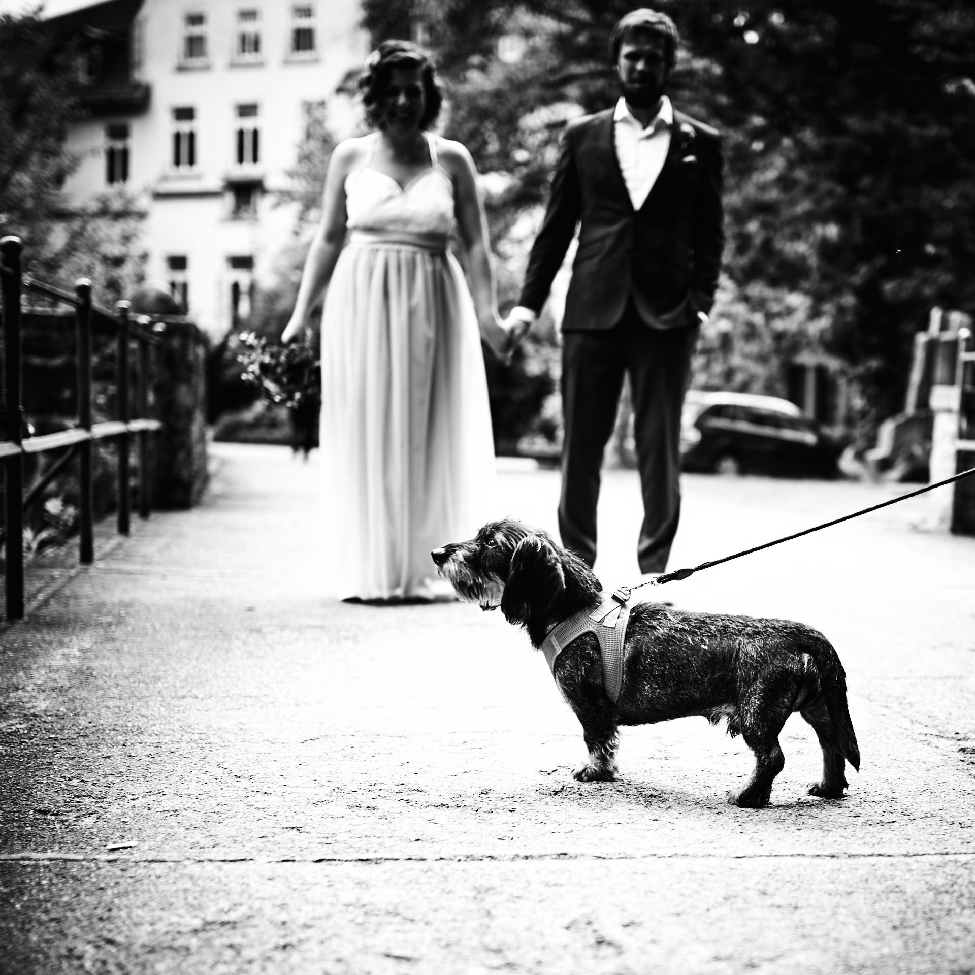 Hund beim Brautpaarshooting auf Brücke